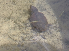 Sternotherus