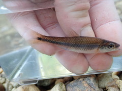Notropis baileyi