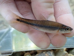 Notropis baileyi