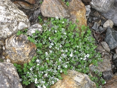 Veronica telephiifolia