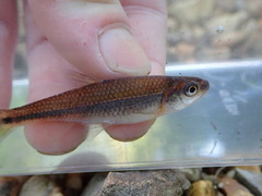 Notropis baileyi