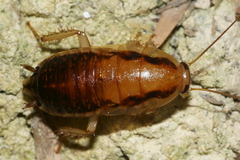 Celatoblatta undulivitta