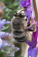 Anthophora fulvitarsis