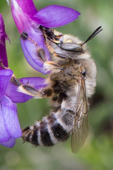Anthophora fulvitarsis