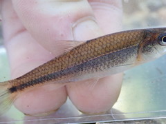 Notropis baileyi