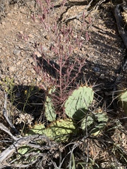 Cordylanthus parviflorus