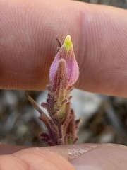 Cordylanthus parviflorus