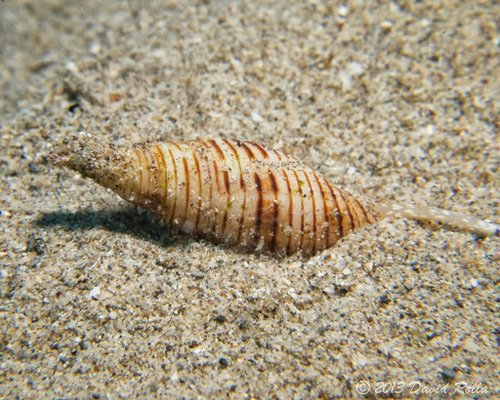 Domiporta granatina observed 2013-09-28