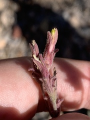 Cordylanthus parviflorus