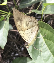 Archaeoprepona demophon