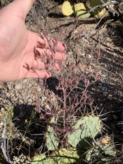 Cordylanthus parviflorus