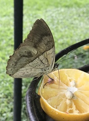 Archaeoprepona demophon