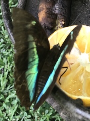 Archaeoprepona demophon