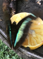 Archaeoprepona demophon