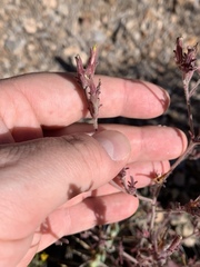 Cordylanthus parviflorus