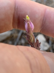 Cordylanthus parviflorus