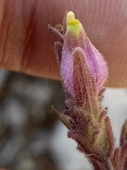 Cordylanthus parviflorus