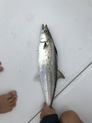 Scomberomorus maculatus