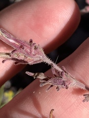 Cordylanthus parviflorus