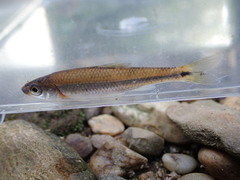 Notropis baileyi