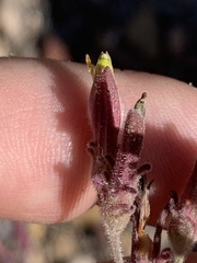 Cordylanthus parviflorus