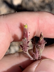 Cordylanthus parviflorus