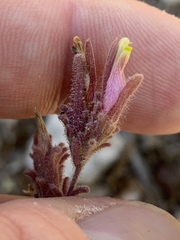 Cordylanthus parviflorus