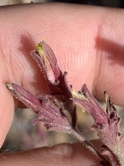 Cordylanthus parviflorus