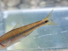 Notropis baileyi