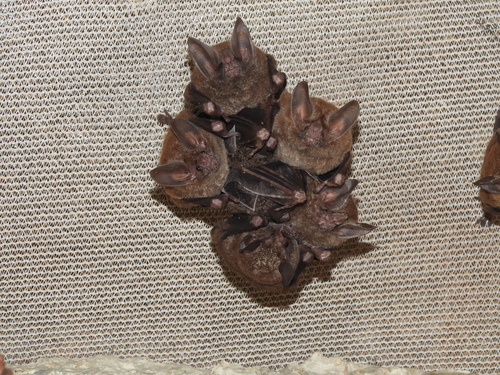 Fringe-lipped Bat