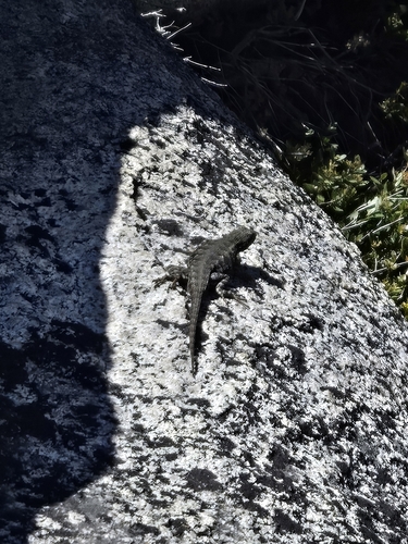 iNaturalist observation photo of Western Fence Lizard