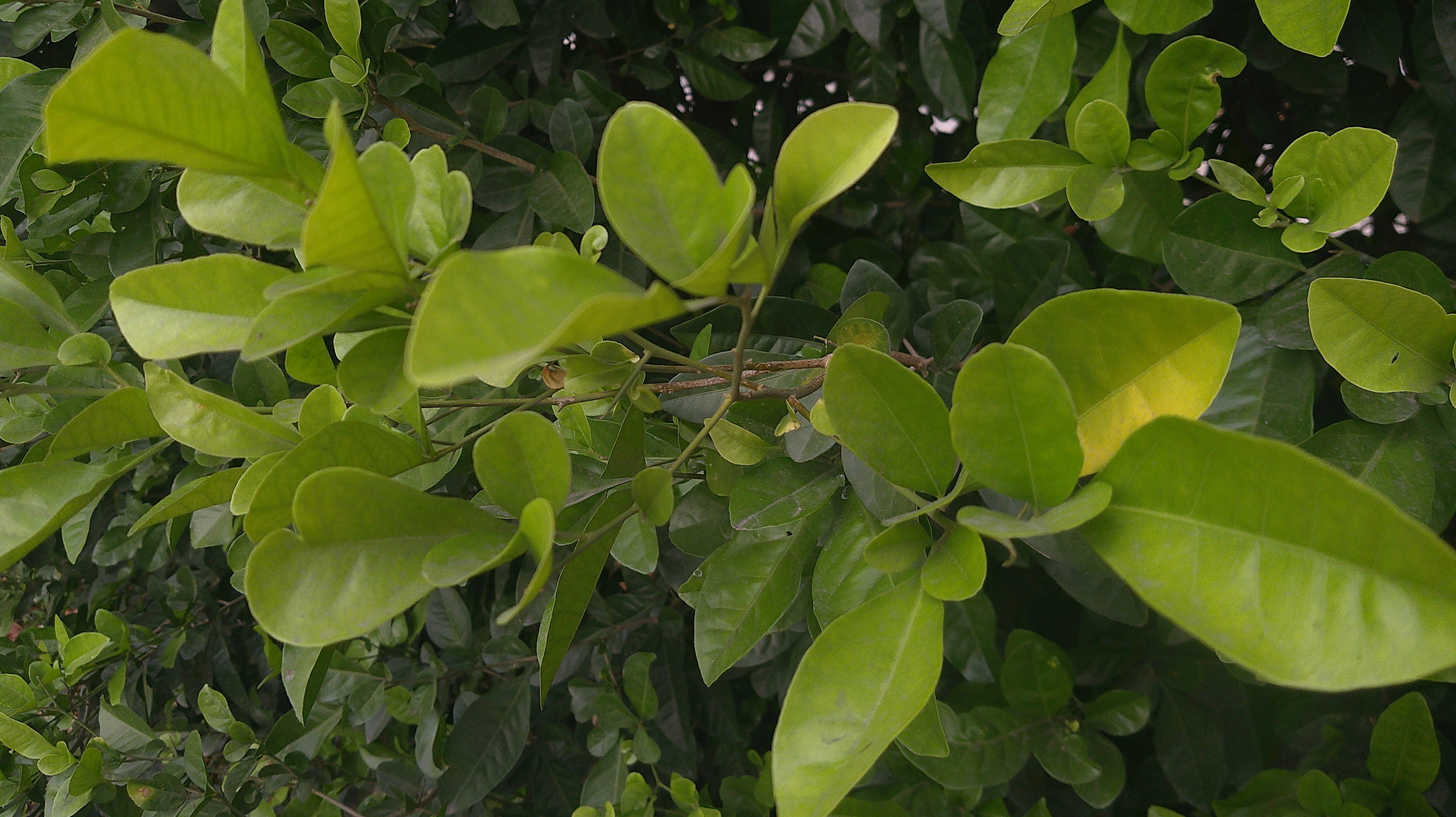 Imagem de Acerola