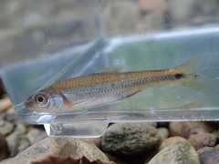 Notropis baileyi