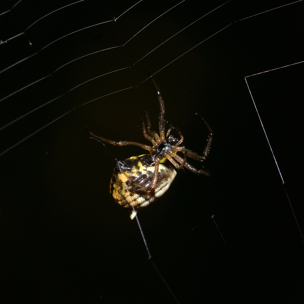 Micrathena Spiders from 548 S Rocky River Rd, Sanford, NC 27330, USA on ...