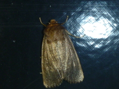 Bityla defigurata