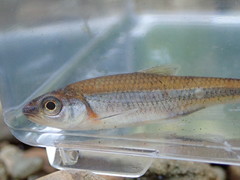 Notropis baileyi