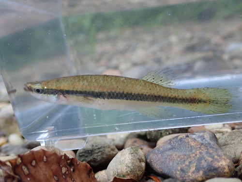 Blackstripe Topminnow