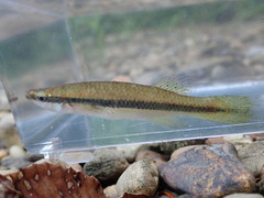 Blackstripe Topminnow photo 5