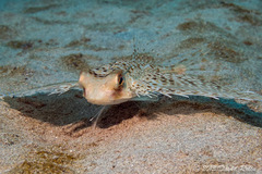 Dactyloptena orientalis