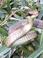 Mastigodryas boddaerti