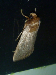 Bityla defigurata