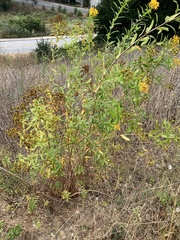 Hypericum canariense
