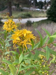 Hypericum canariense
