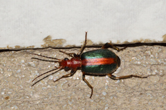 Brachinus cinctipennis