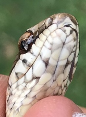 Mastigodryas boddaerti