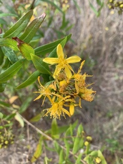 Hypericum canariense