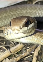 Mastigodryas boddaerti