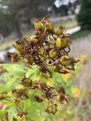 Hypericum canariense