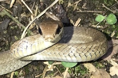 Mastigodryas boddaerti