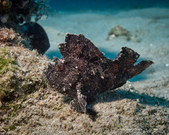 Leaf Scorpionfish photo 2